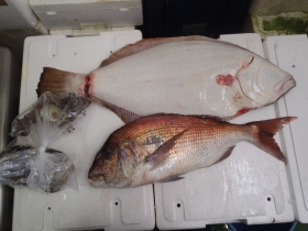 1鮮魚セット2014930
