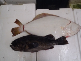 2鮮魚セット2014930