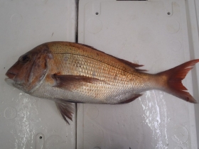 4真鯛2014930