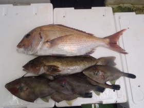 6鮮魚セット2014930