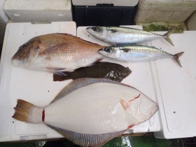 7鮮魚セット2014930
