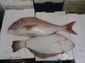 11鮮魚セット2014930