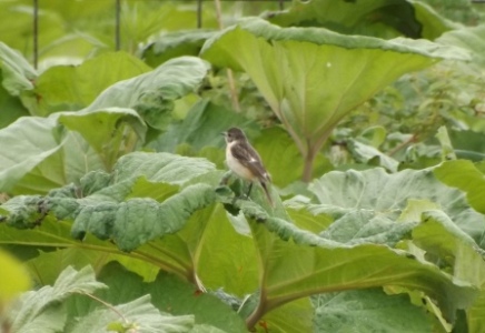 DSCF7402.jpg