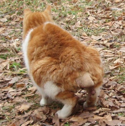 ち1