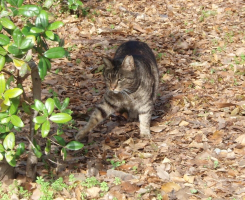 猫の日
