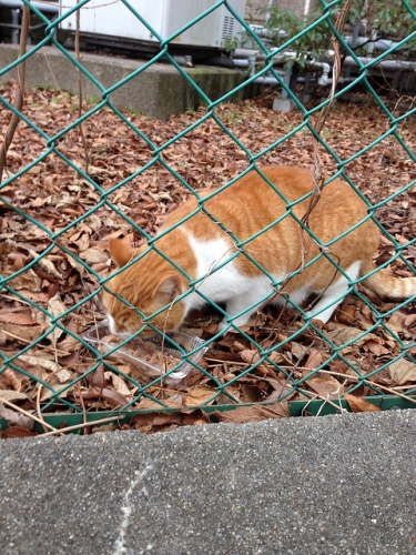耳カットのない猫