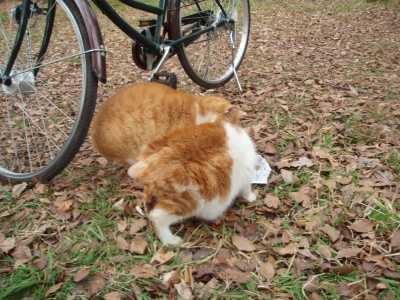 ち3