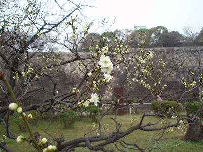 梅