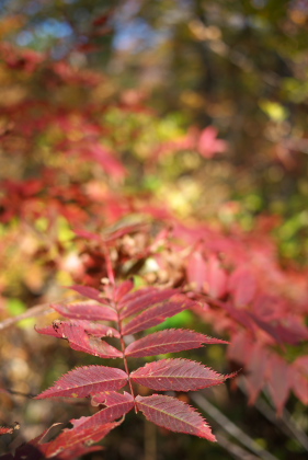 LUMIX DMC-G2 & G 20mm/F1.7 ASPH.H-H020