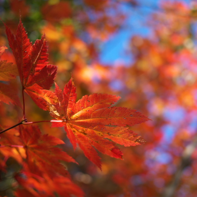 LUMIX DMC-G2 & G 20mm/F1.7 ASPH.H-H020