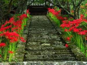 仏隆寺 彼岸花