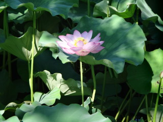 蓮華123