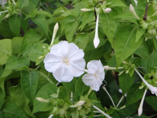 白い花