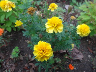 お花20111002