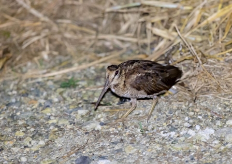 アマミヤマシギ6