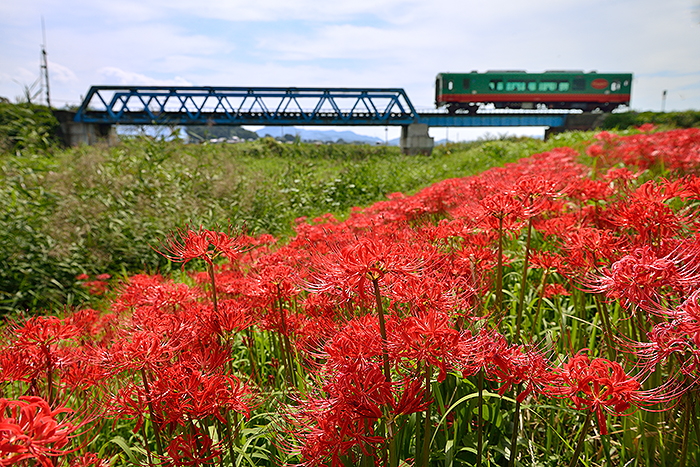higanbana
