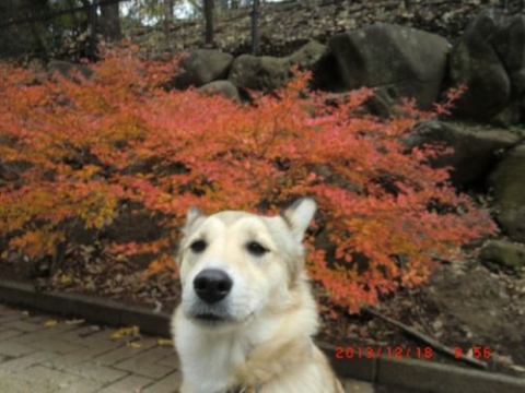 201312180956.jpg