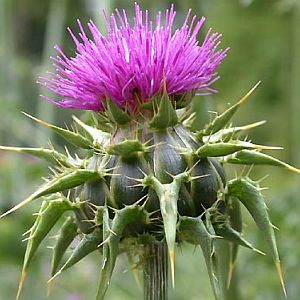 milkthistle.jpg