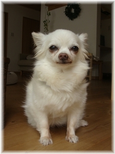 201007_12_06_b0138506_22201889 kokoro