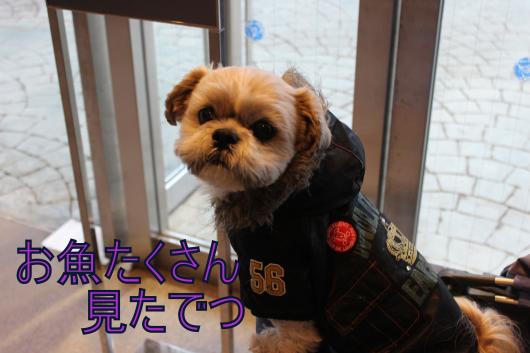 ・搾シ祢MG_2403_convert_20130130035231