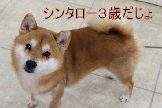 ・搾シ的MG_2628_convert_20130210215637