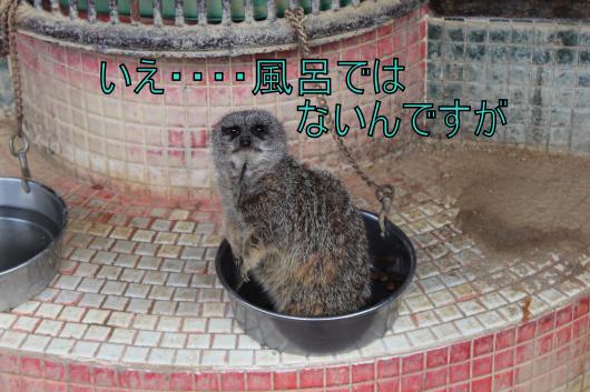 ・搾シ的MG_2629_convert_20130210215657