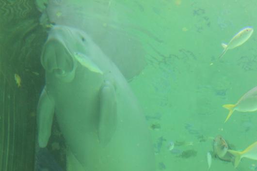 IMG_2329_convert_20130130032229.jpg