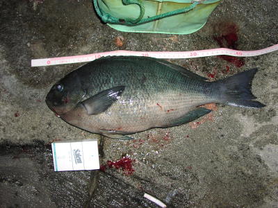 2002yoduri44gure.jpg