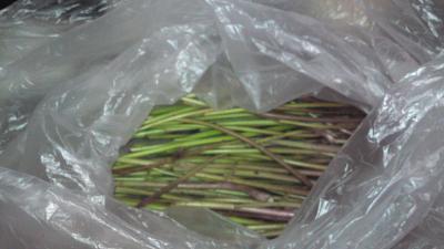 2012_03270003.jpg