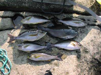 P3010007.jpg