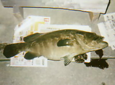 chiya0618.jpg