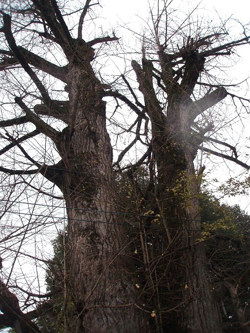 2013_1214_113141-PC140138.jpg