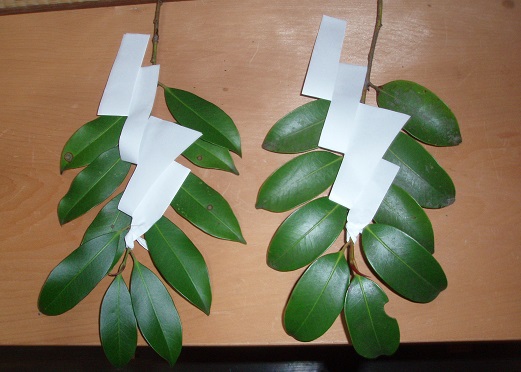 2013_1214_115358-PC140156.jpg
