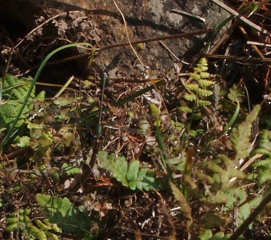 PC080185.jpg