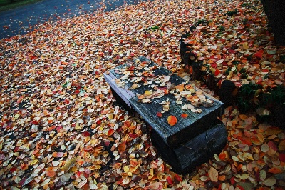 『枯葉2011-1114』