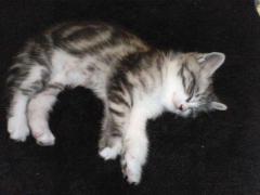 201102111603000.jpg