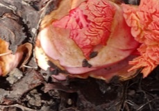image_20130418105436.jpg