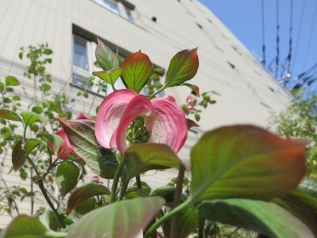 マンション