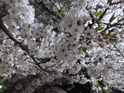 P1000846.jpg