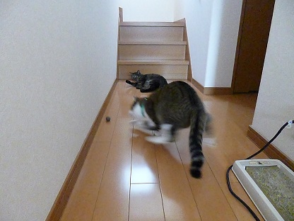 P1020101.jpg