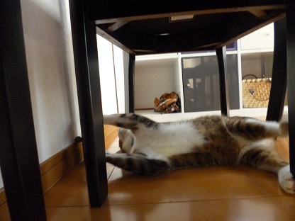 P1020205.jpg