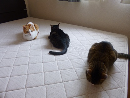 P1020432.jpg