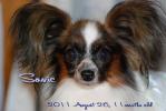 110826sonic2