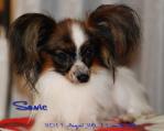 110826sonic1