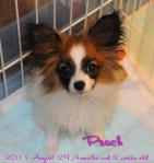 110828peach