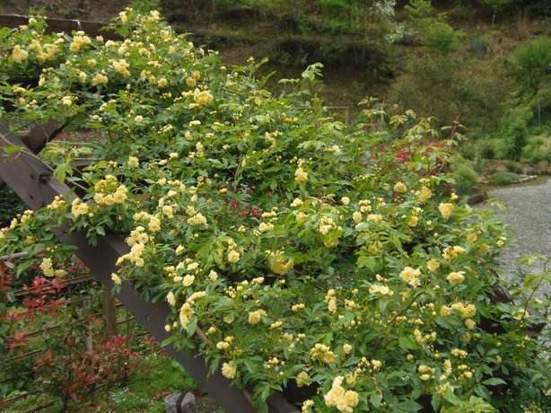 2012.4.26モッコウ薔薇