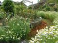 2012.4.26カモミールとバラの新芽