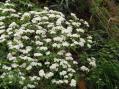 山に自生するガマズミの花