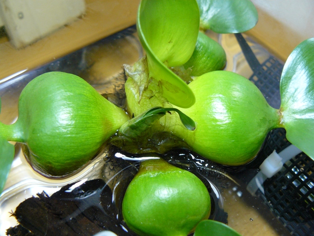 P1050023.jpg