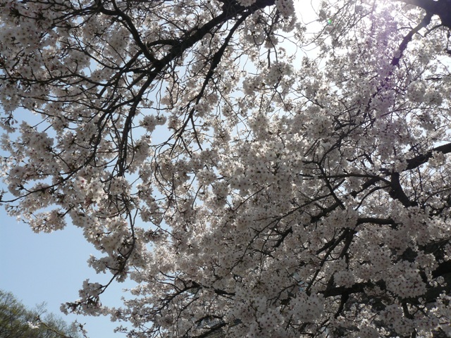 P1050219.jpg
